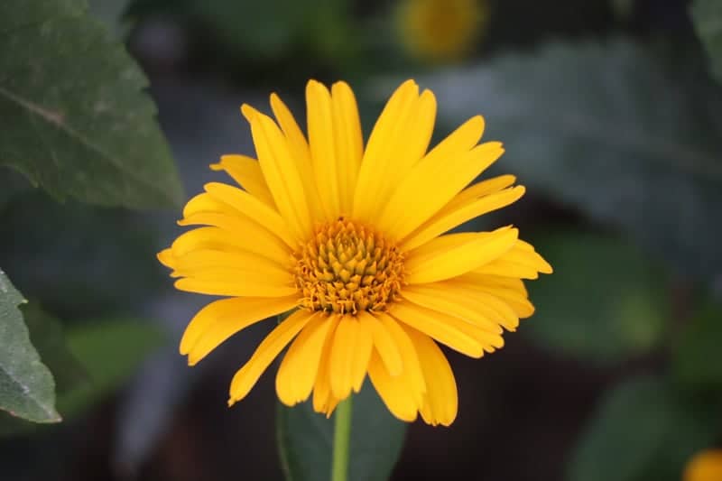 Tulsa Garden Macro Spot - Image 1