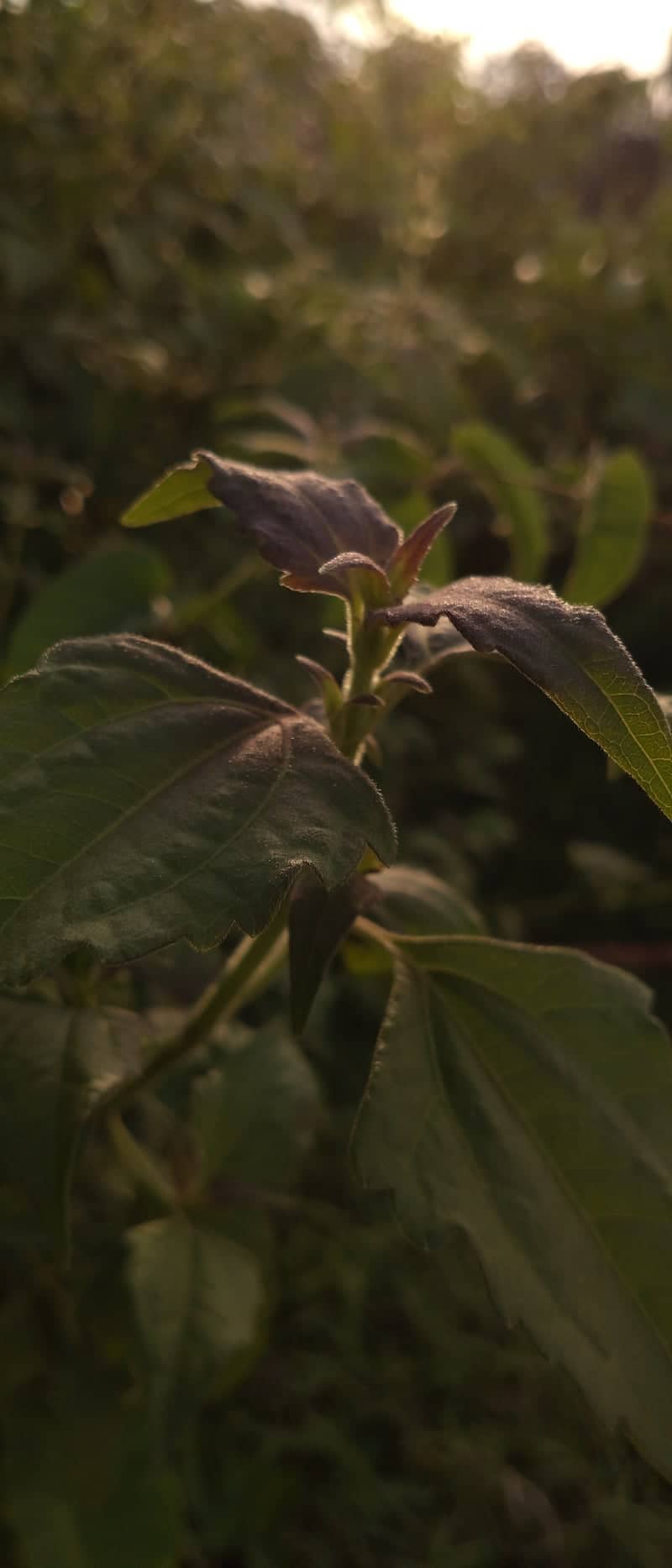 Katingan Tropical Foliage - Image 1