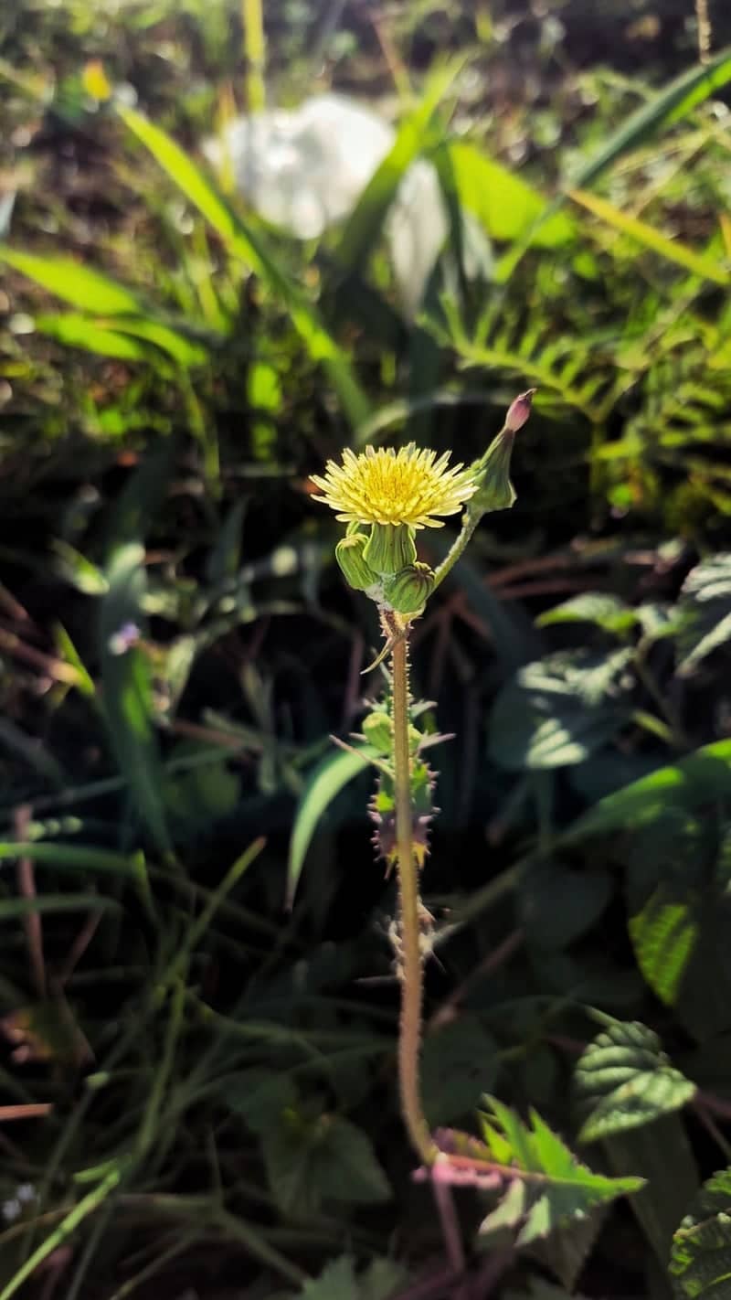 Malang Highland Wildflower Field - Image 1