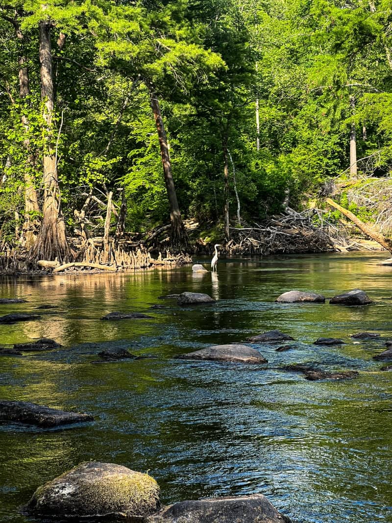 Battle Park on the Tar River - Image 1