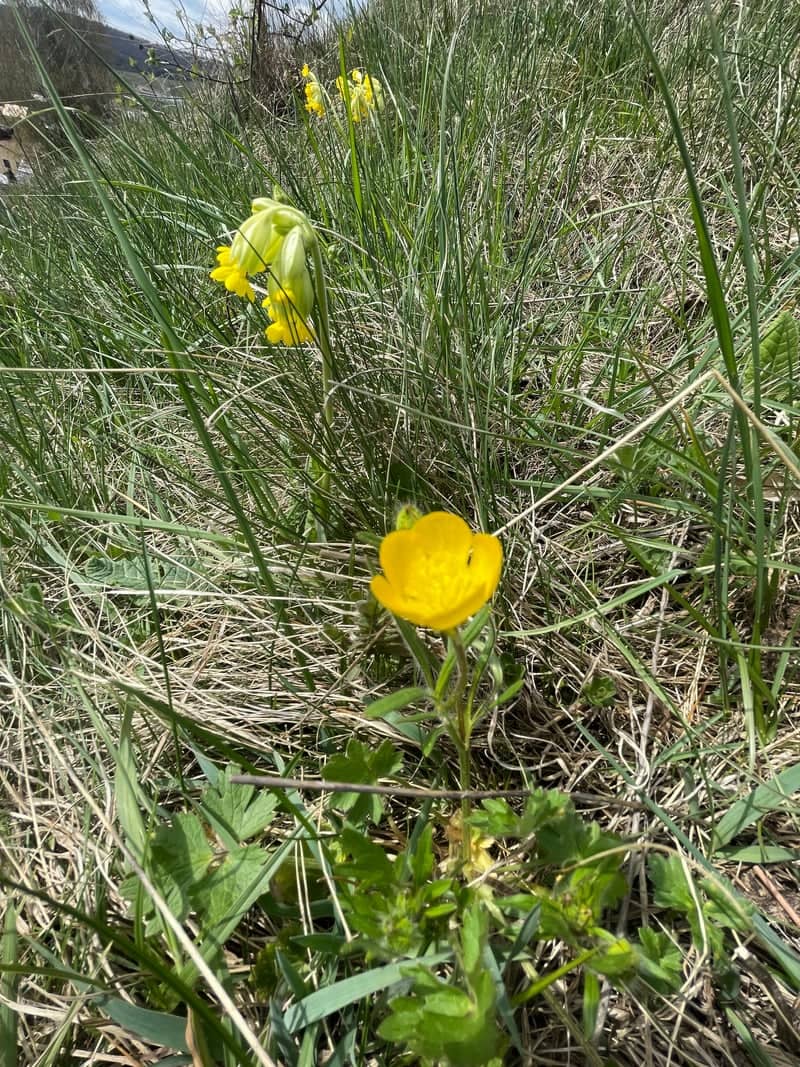 Valčianska Valley Meadows - Image 1