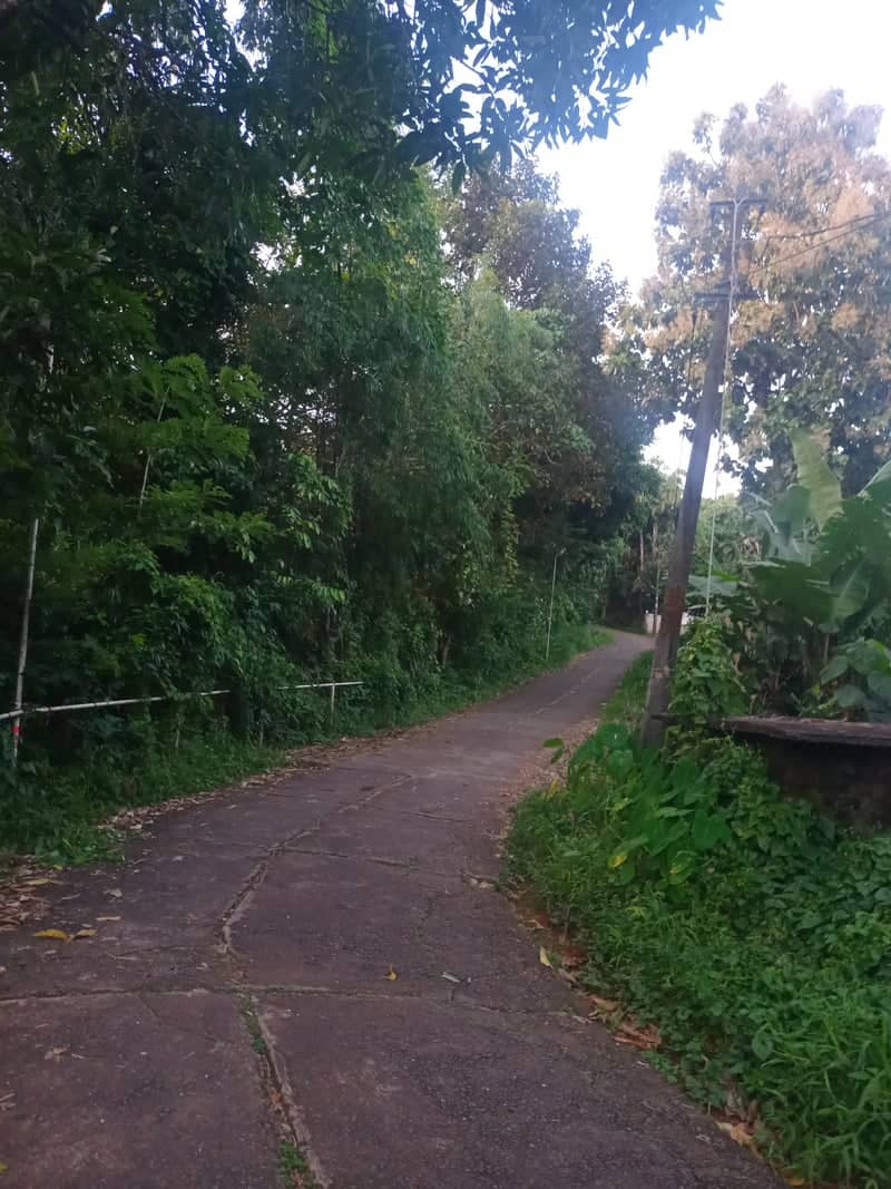 Lush Rural Road in Kerala - Image 1