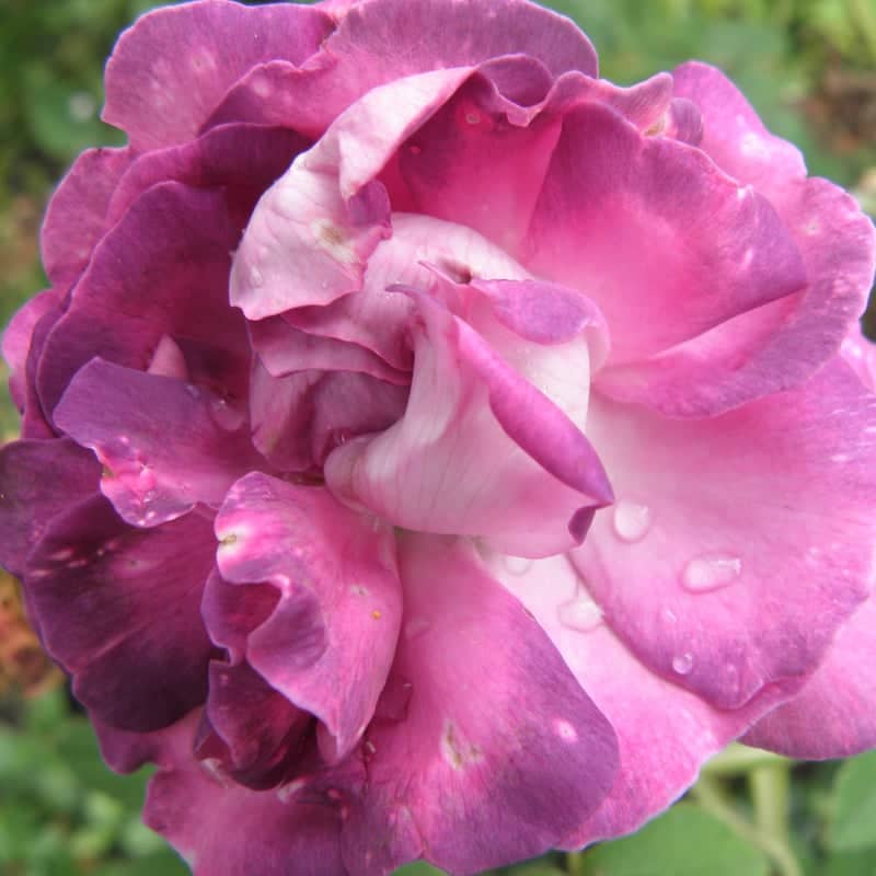 Sissinghurst Castle Garden - Image 1