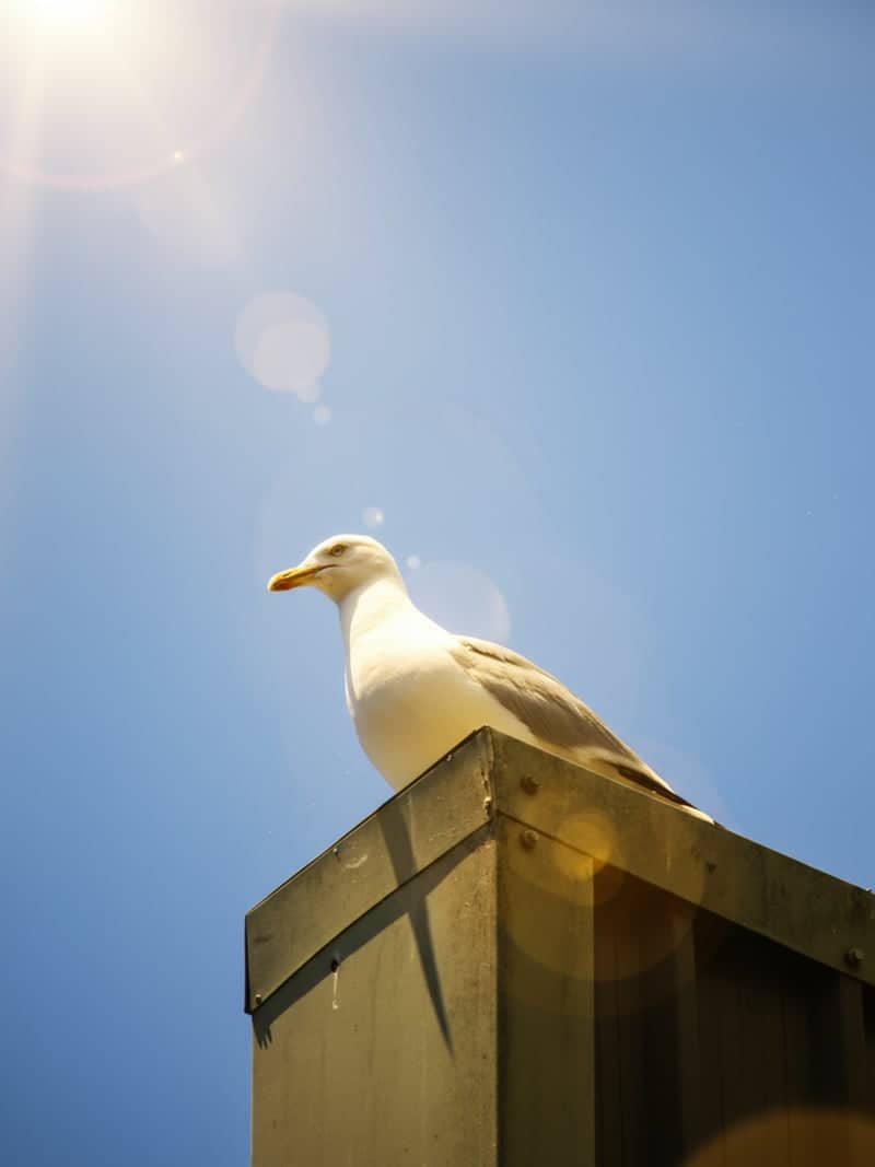 Magdalen Road Urban Wildlife - Image 1