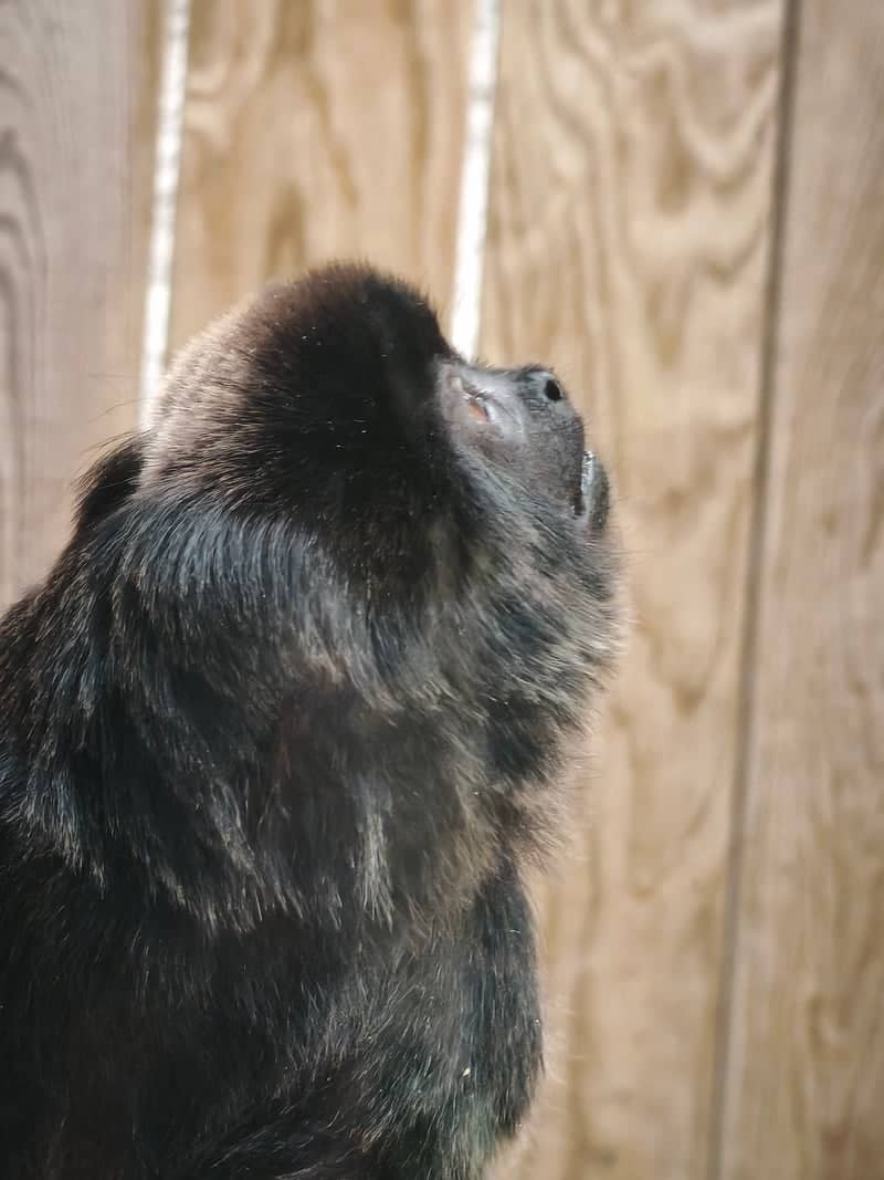 ZooParc de Beauval - Image 1