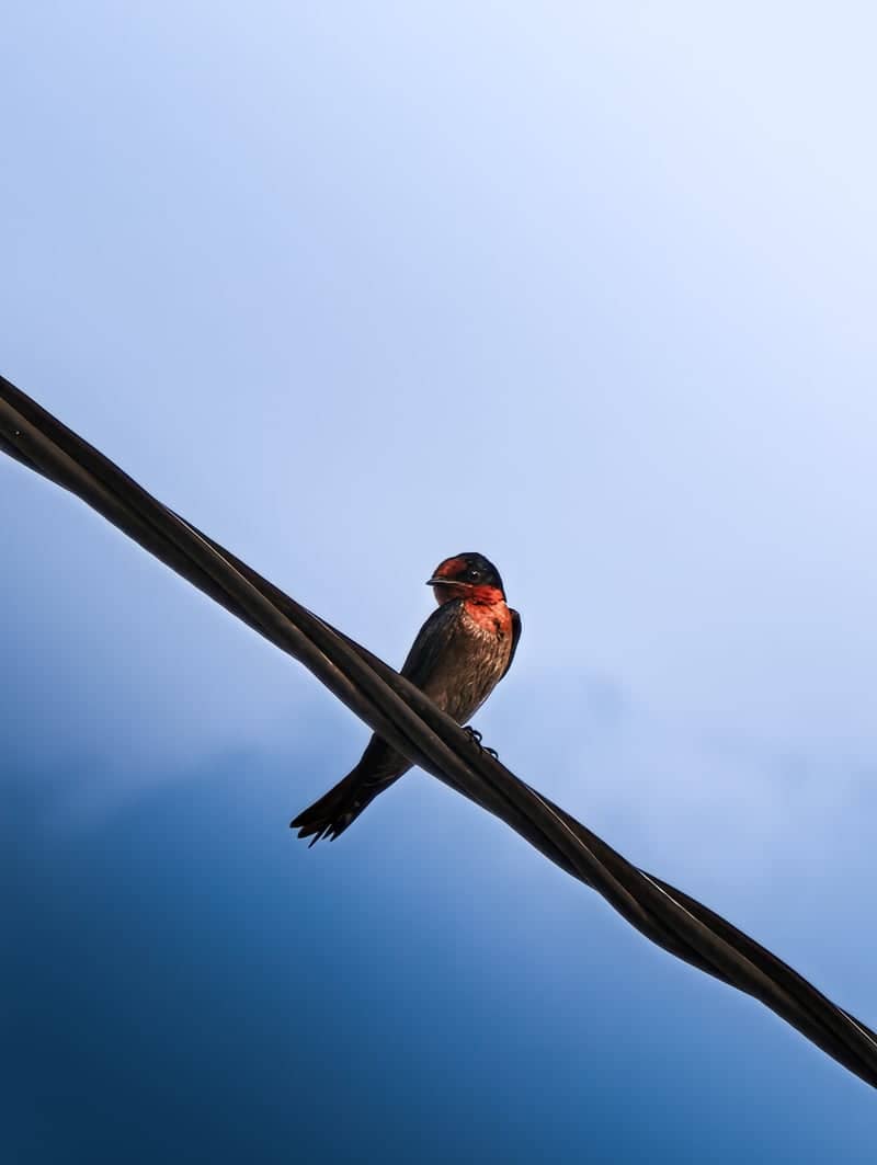 Shah Alam Urban Wildlife - Image 1