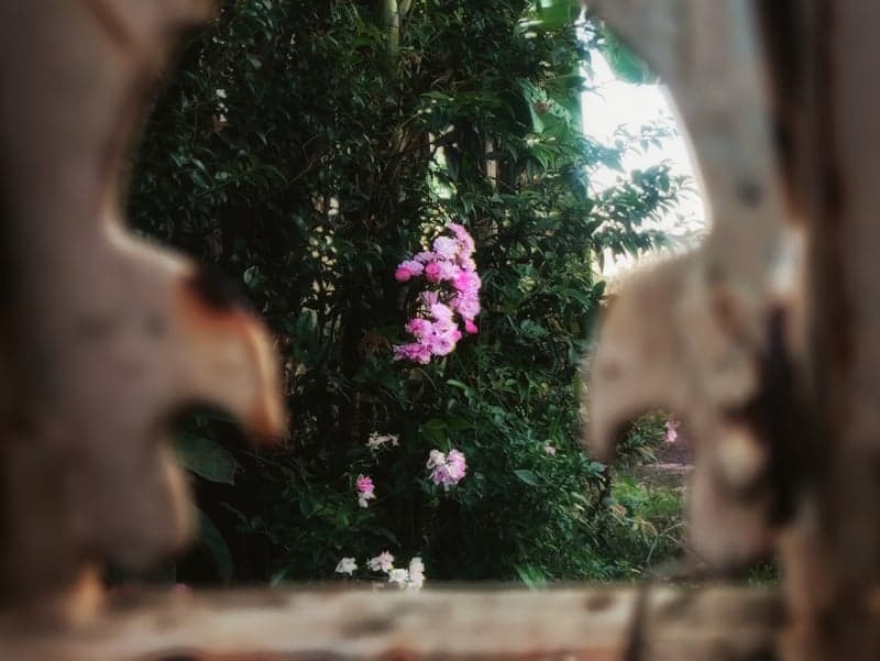 Garden Gate Floral Frame