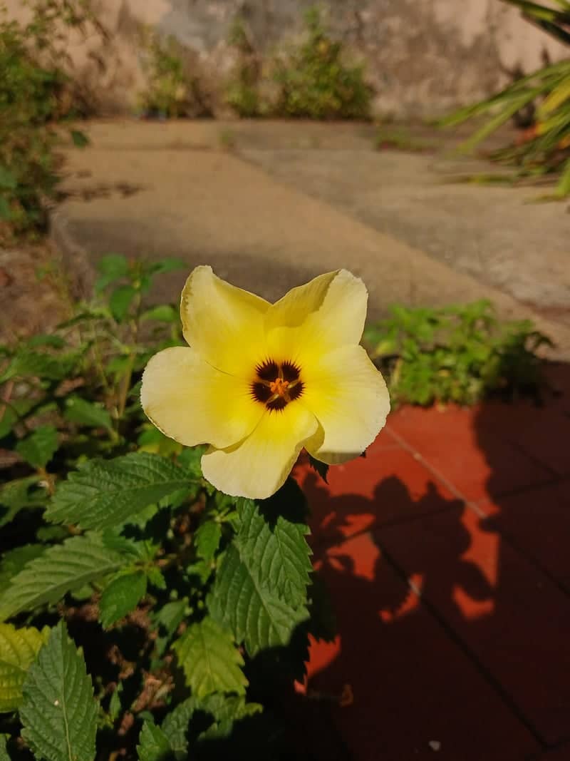 Aparecida Garden Bloom - Image 1