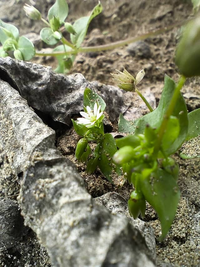 Behshahr Nature Detail - Image 1