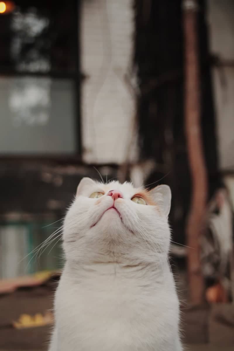 Street Cats of Çankaya - Image 1