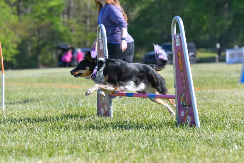 Tanglewood Park - Image 1
