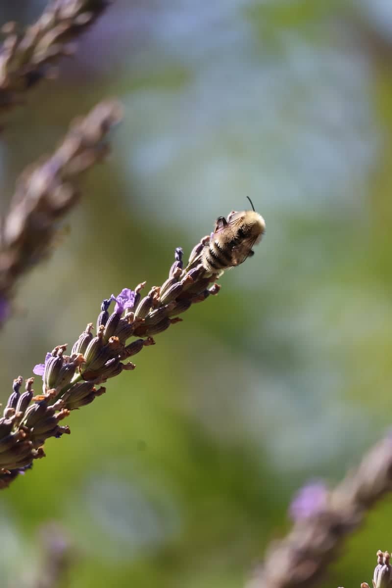 Chalèze Garden Macro Spot - Image 1