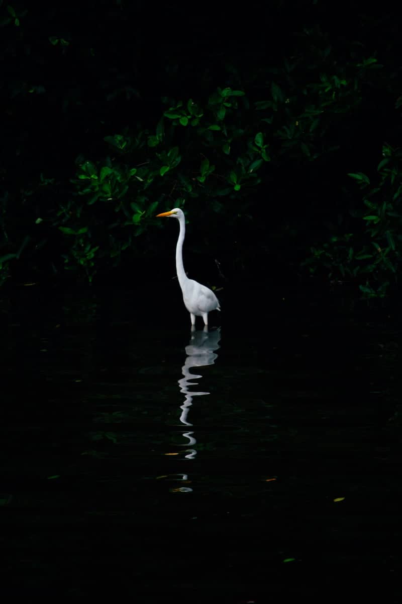 Ciénaga de Mallorquín - Image 1
