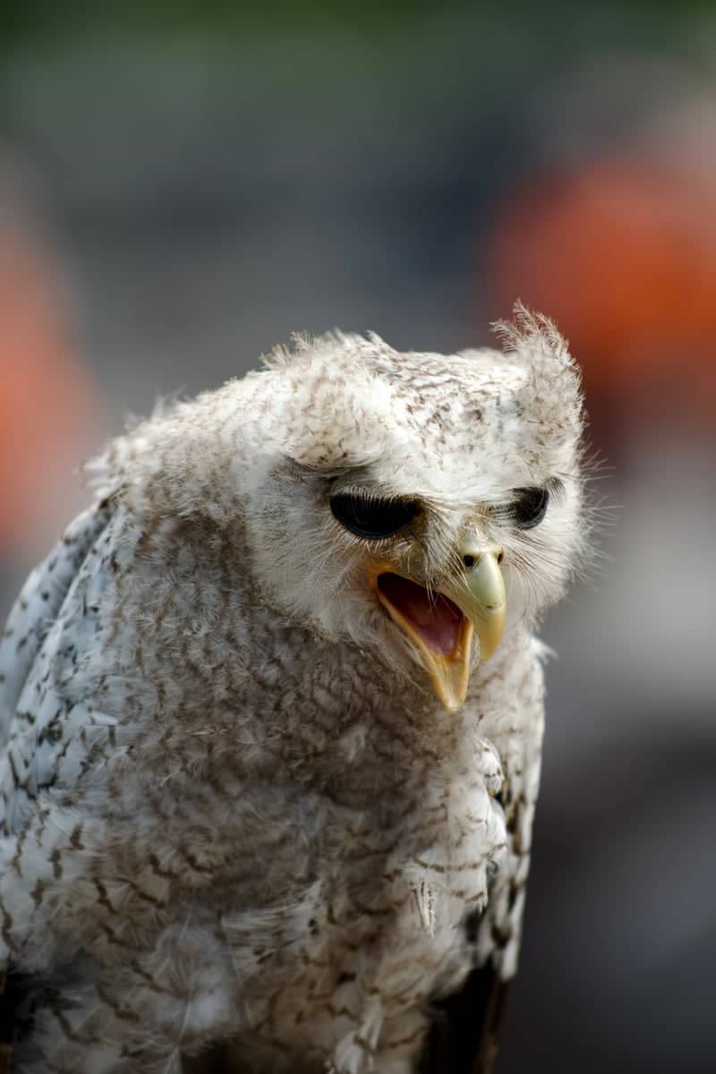 Karanganyar Nature & Wildlife - Image 1