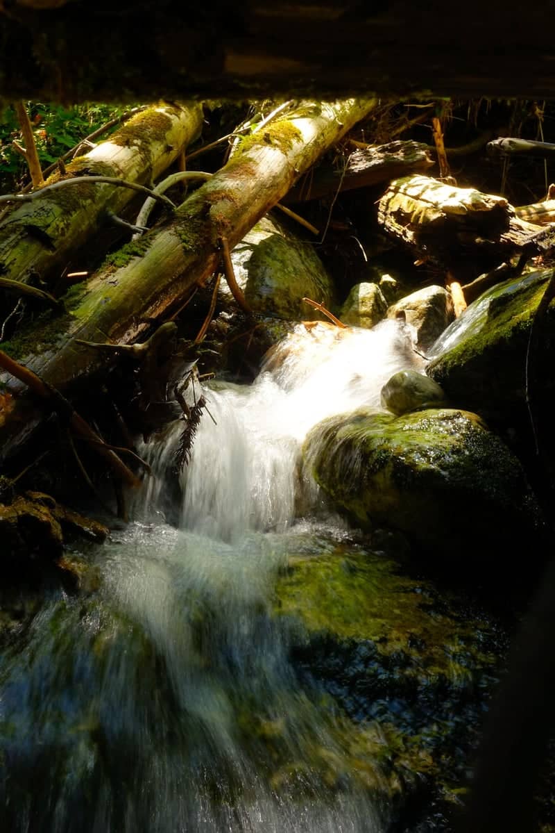 Pirin Mountain Forest Stream - Image 1