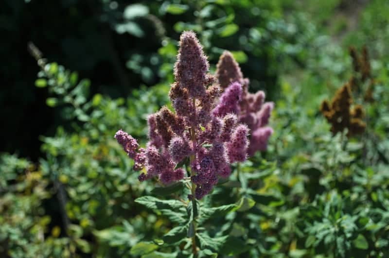 Happy Valley Garden Blooms - Image 1