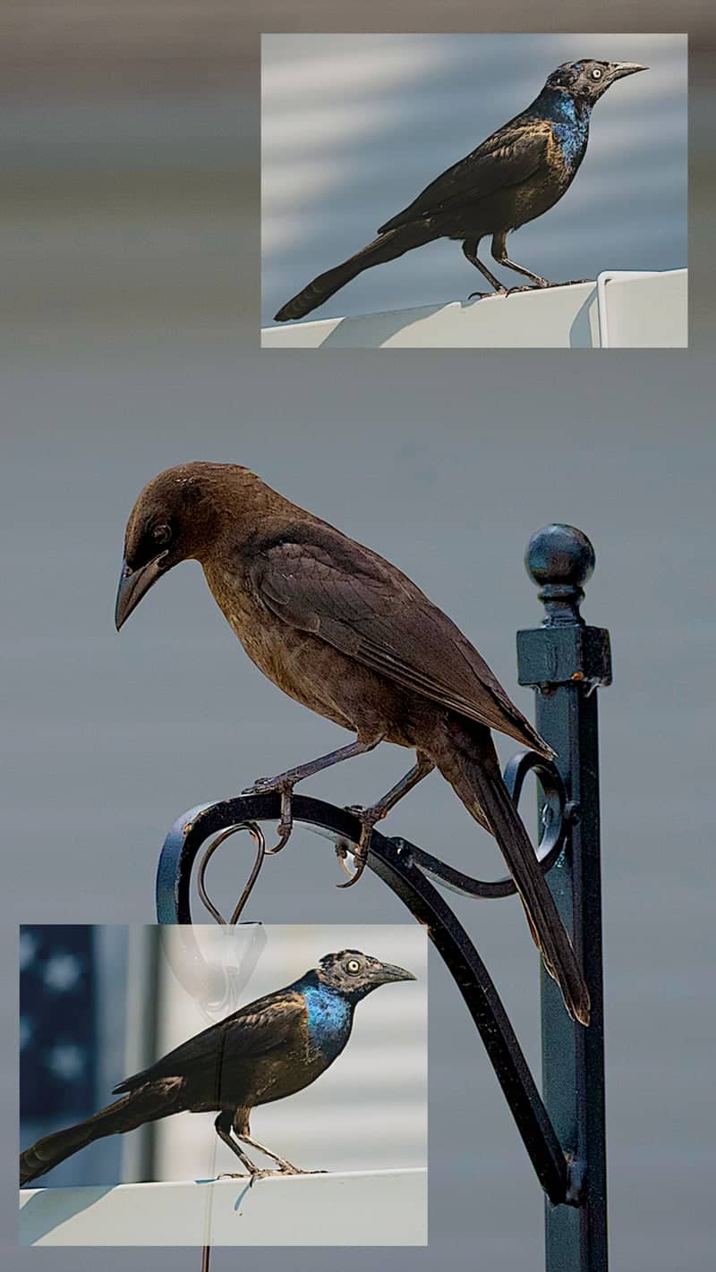 Lynn Shore Birding - Image 1