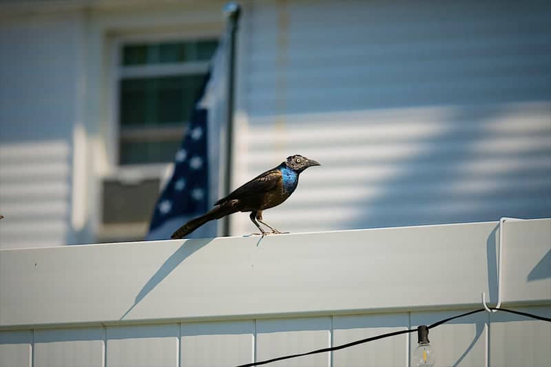 Lynn Shore Birding - Image 2