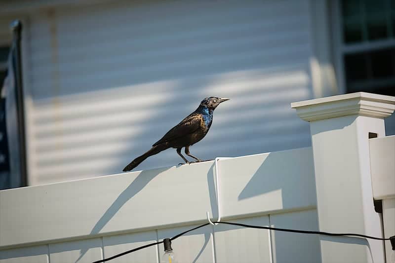 Lynn Shore Birding - Image 4
