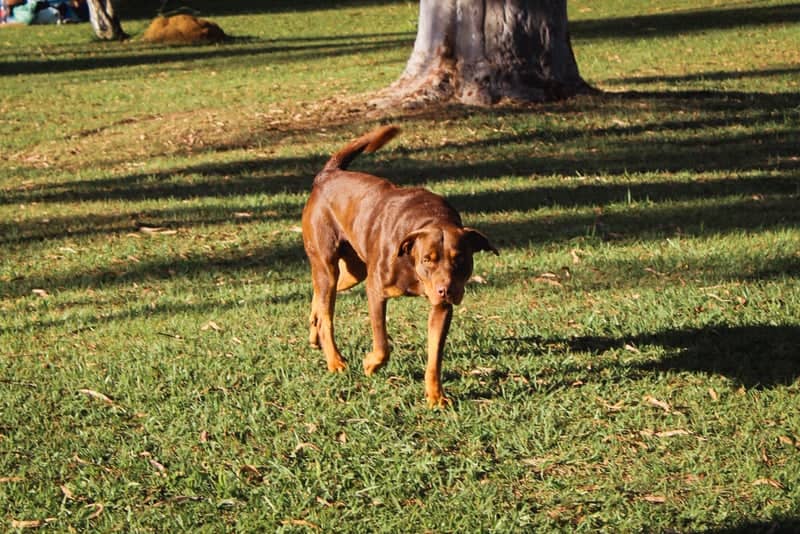 Tuiuti Rural Garden - Image 1