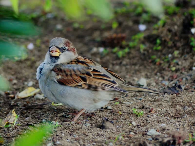 Gardens of Puerto Varas - Image 1