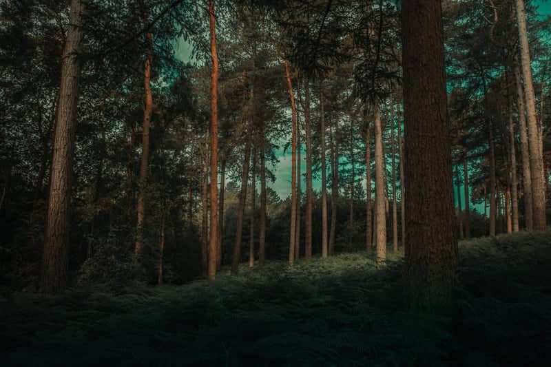 Delamere Forest - Image 1
