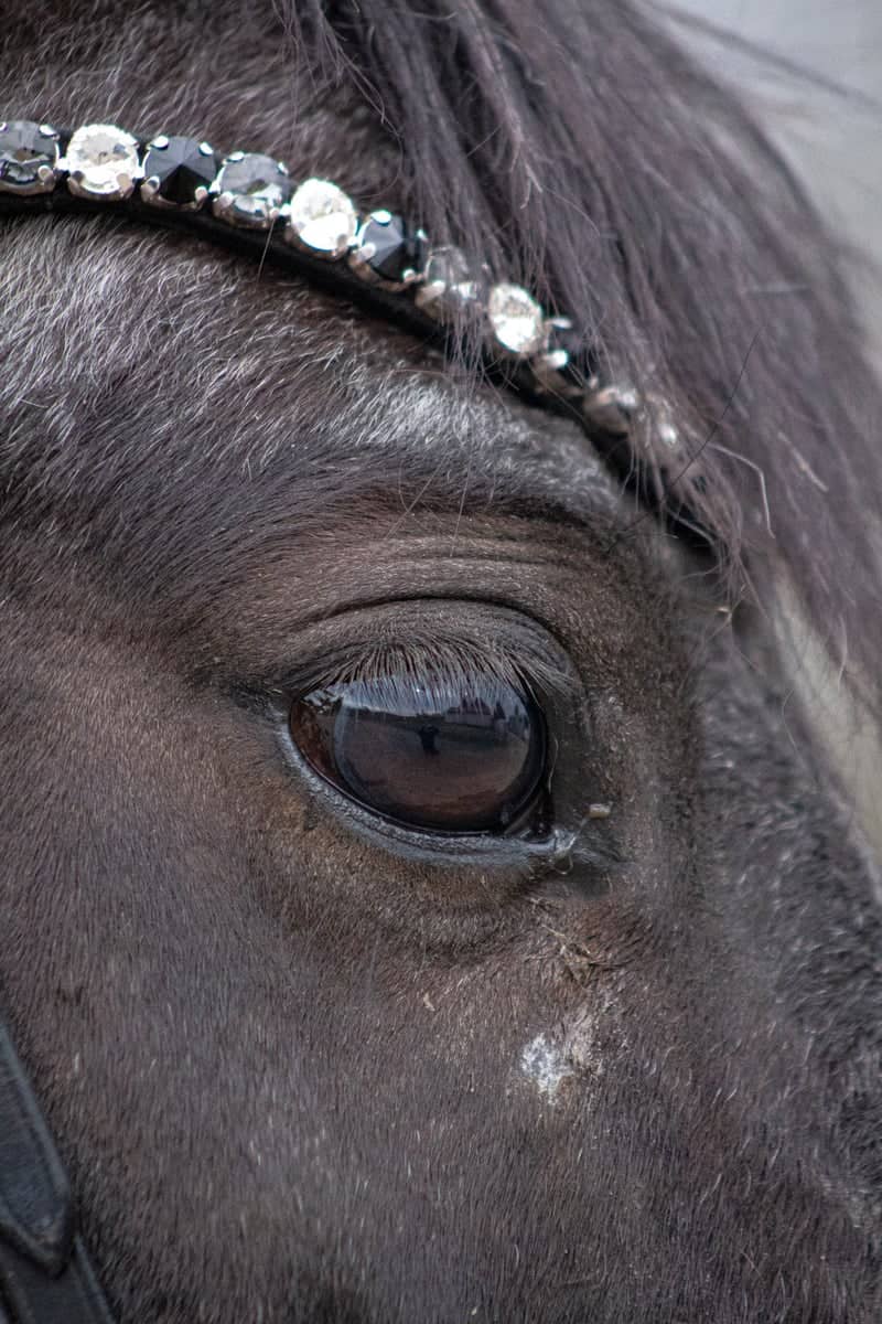 Frederikssund Equestrian Fields - Image 1