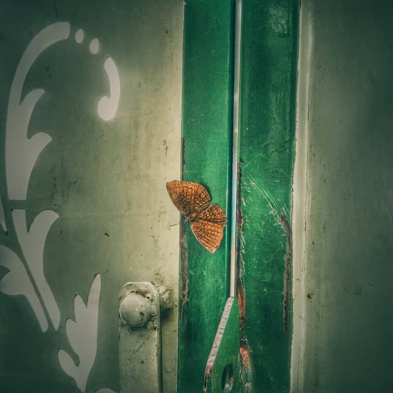 Tiruppur Urban Nature Detail - Image 1