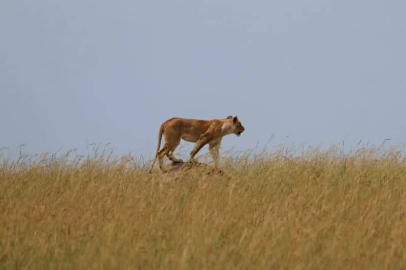 Siana Conservancy - Image 1