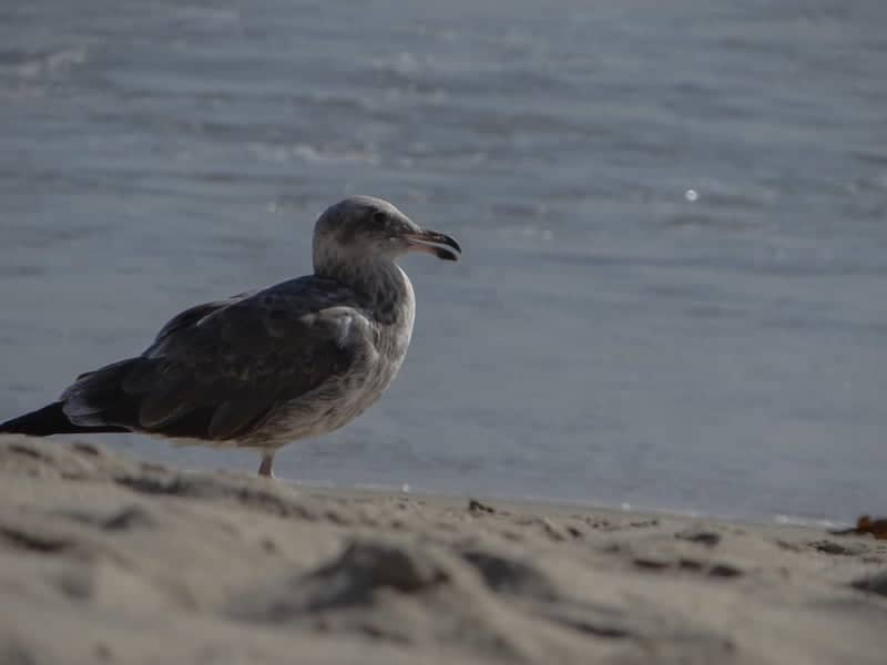Santa Monica State Beach - Image 1