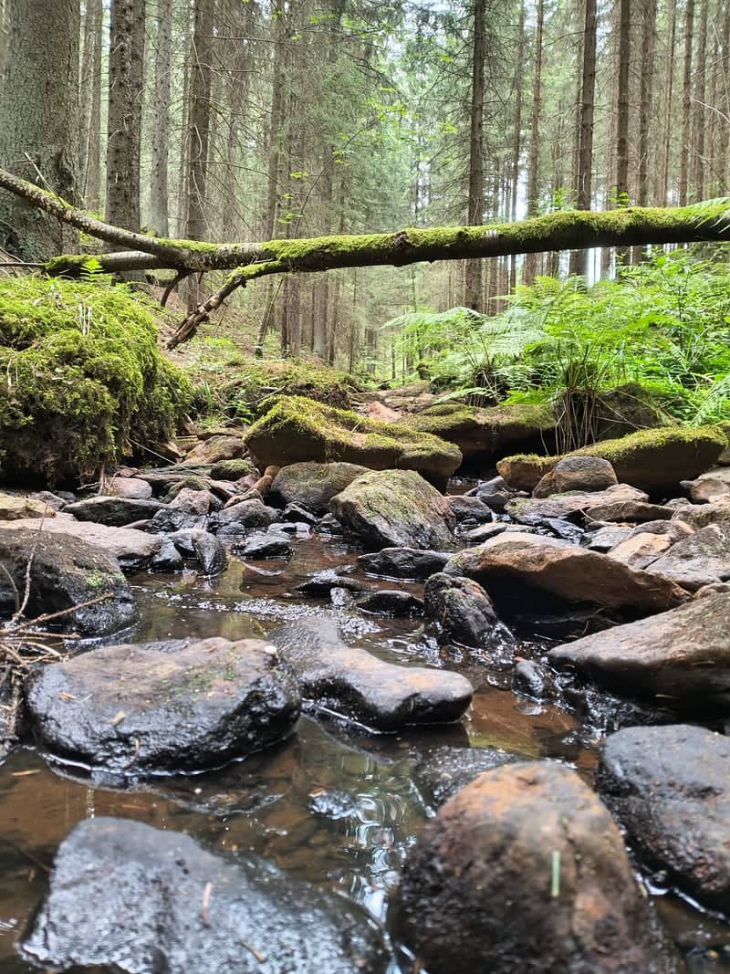 Blažejovice Forest Stream - Image 1
