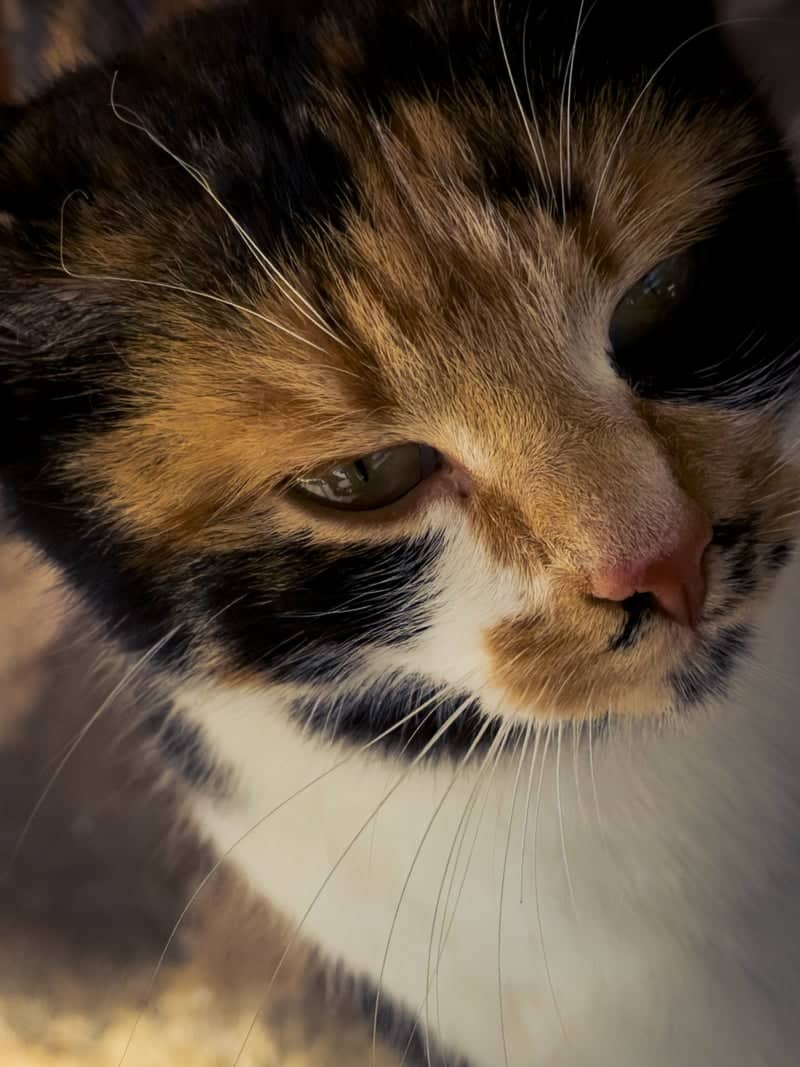 Alexandroupoli Street Cats - Image 1