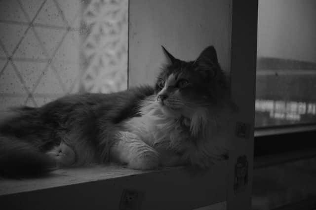 Dunsan-dong Cat Cafe - Image 2