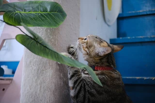 Dunsan-dong Cat Cafe - Image 1
