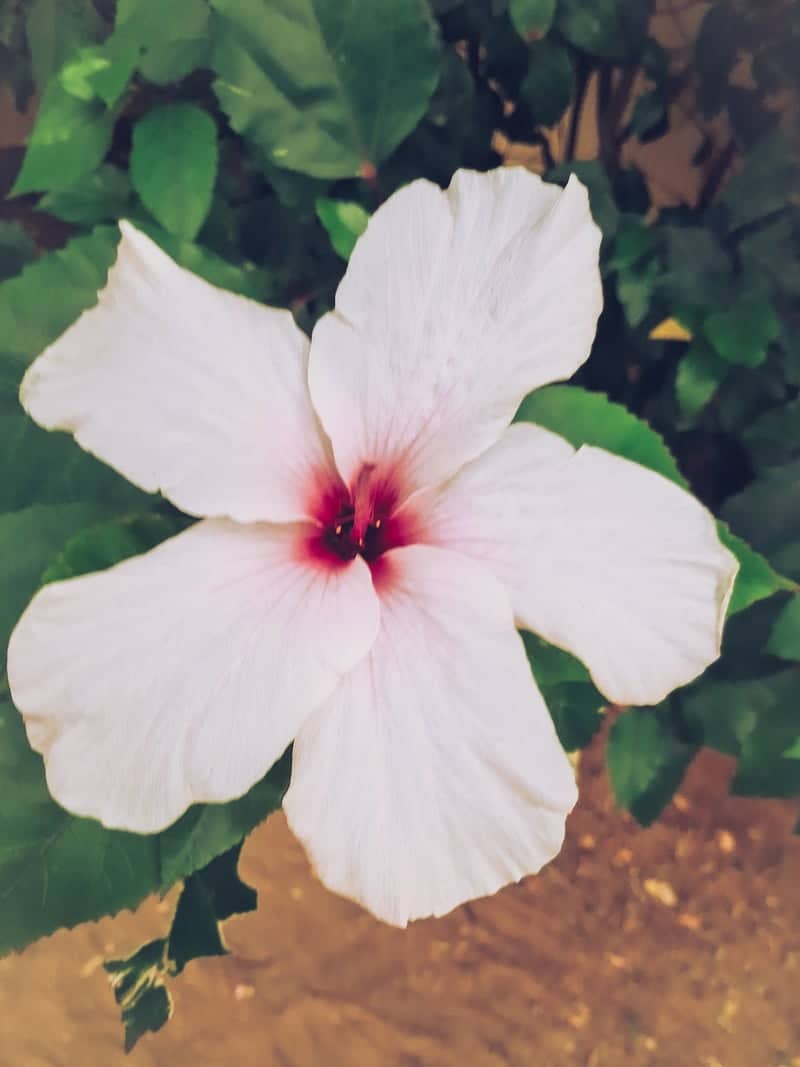 Mediterranean Garden Bloom, Tunis - Image 1