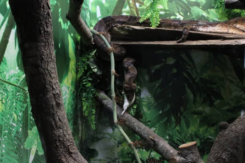 Connecticut's Beardsley Zoo - Image 5
