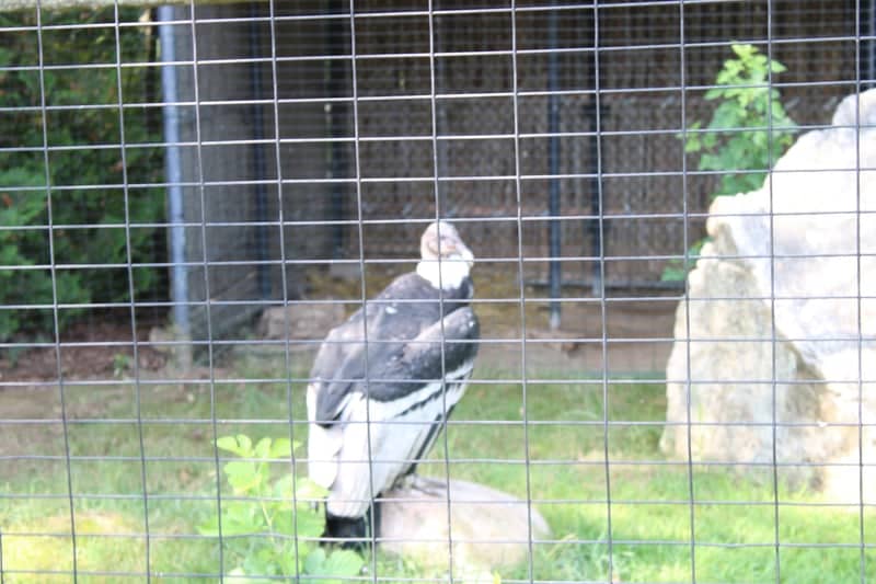Connecticut's Beardsley Zoo - Image 2