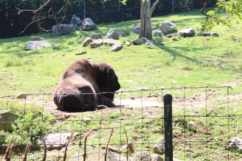 Connecticut's Beardsley Zoo - Image 4