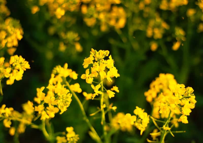 Rapeseed Fields of Östergötland - Image 2