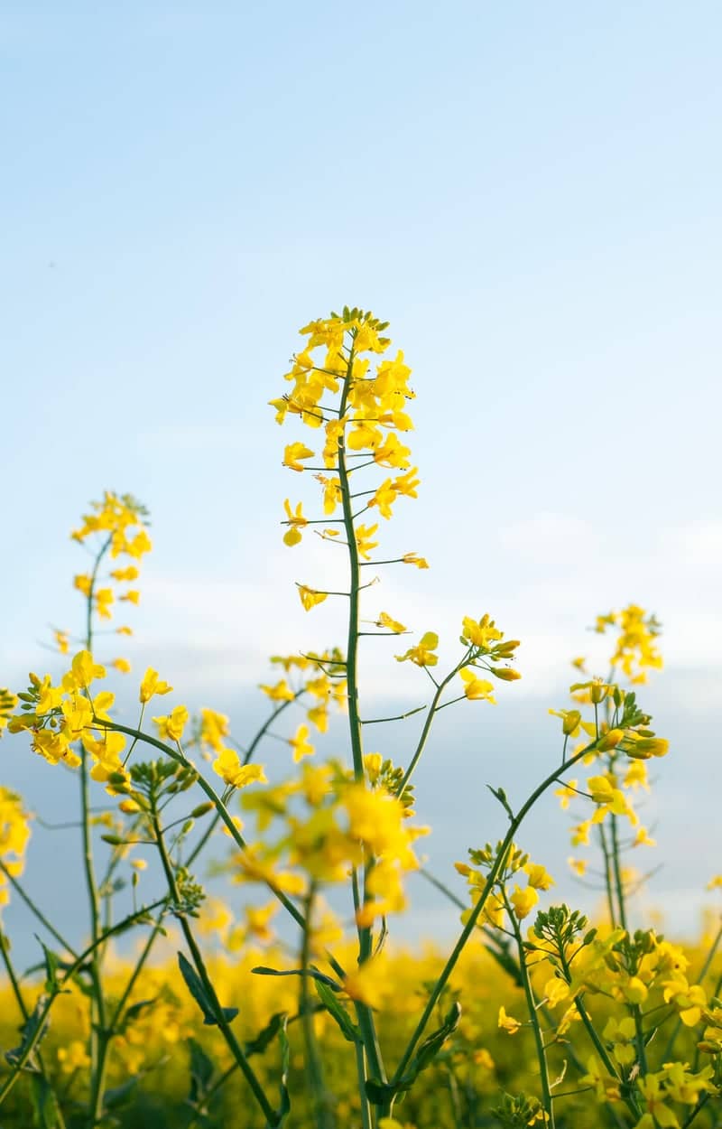Rapeseed Fields of Östergötland - Image 3