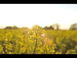 Rapeseed Fields of Östergötland - Image 1