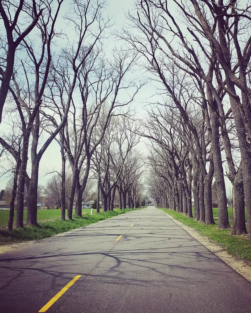 County Road 29 Tree Canopy - Image 1