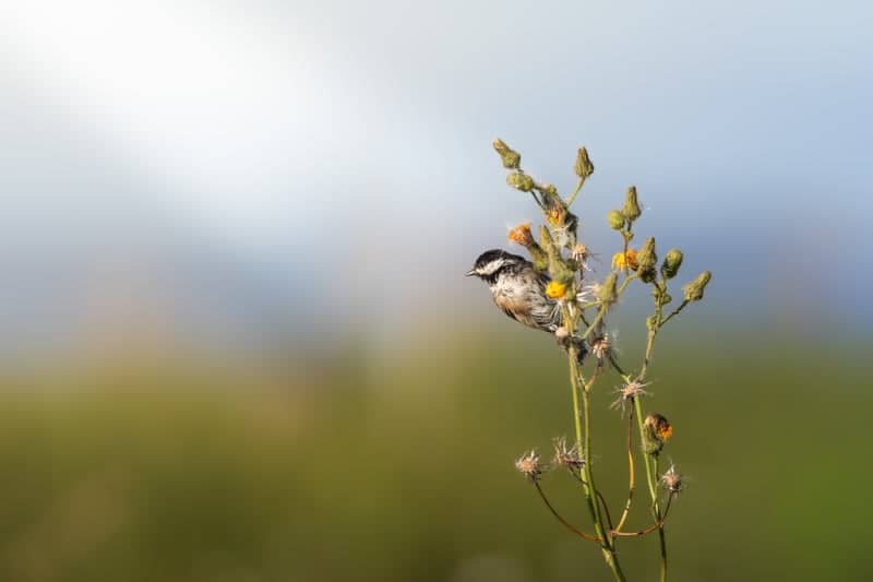 Skagit Wildlife Area - Wylie Slough - Image 1
