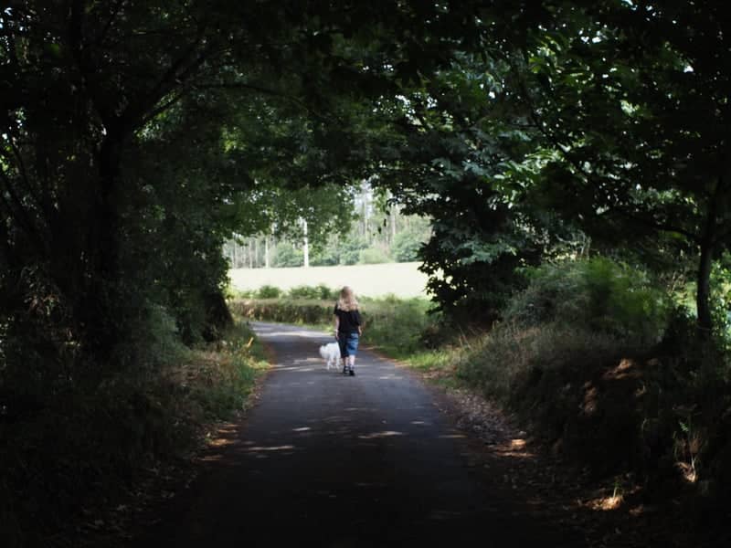 Tree Tunnel of Lugar Castro - Image 1