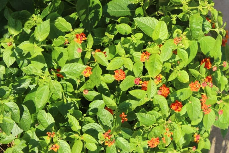 Lantana Garden in Orlando - Image 1