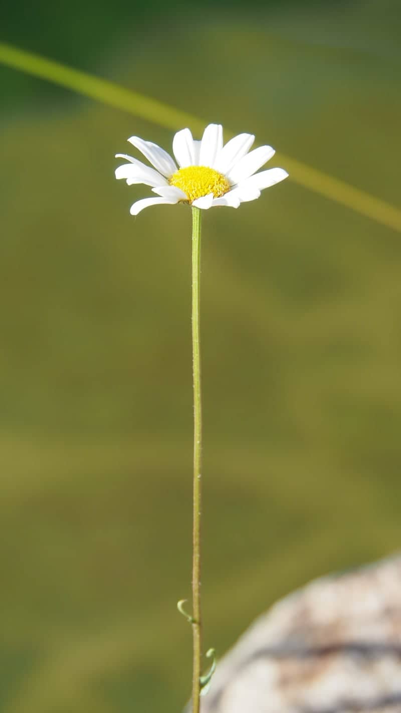 Stříbrná Lhota Meadows - Image 1