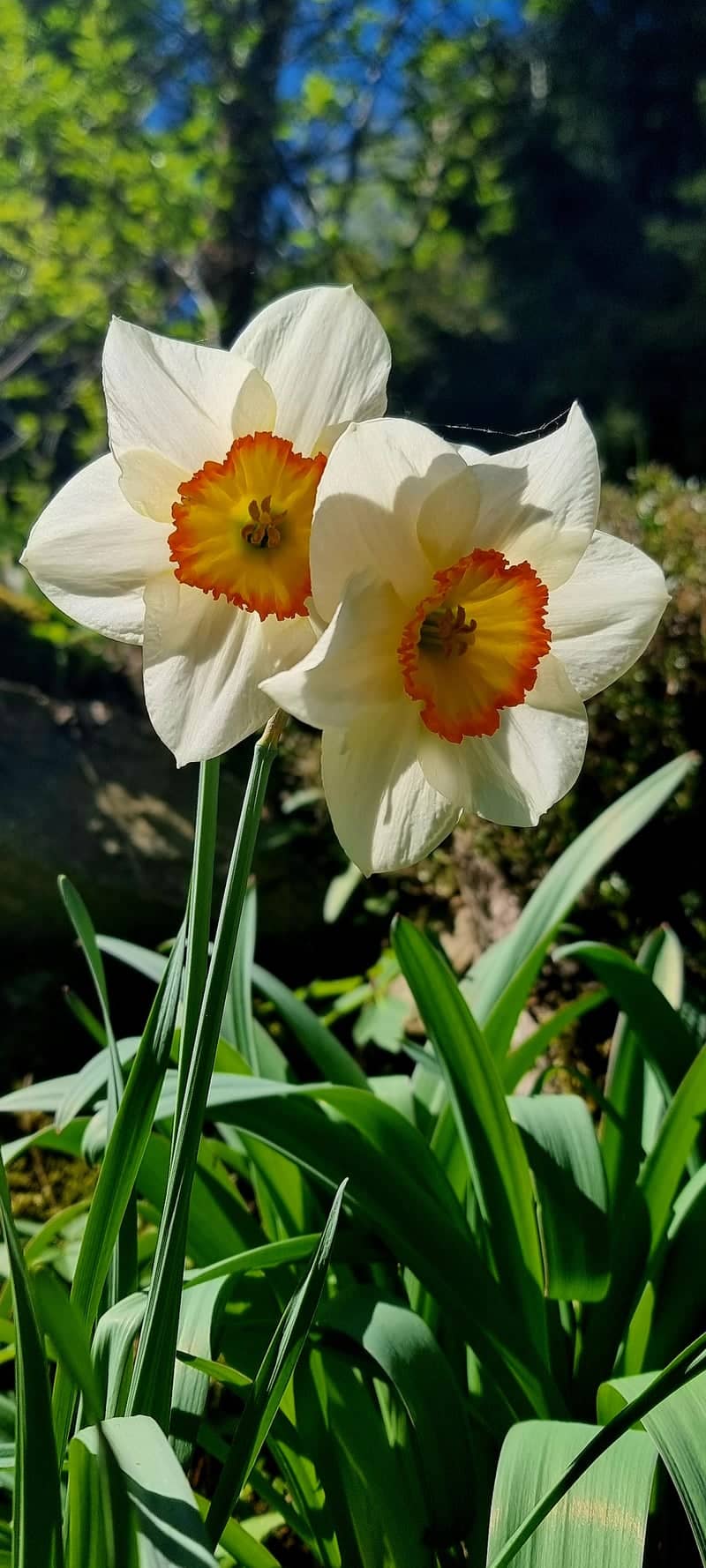 Píla Spring Blooms - Image 1