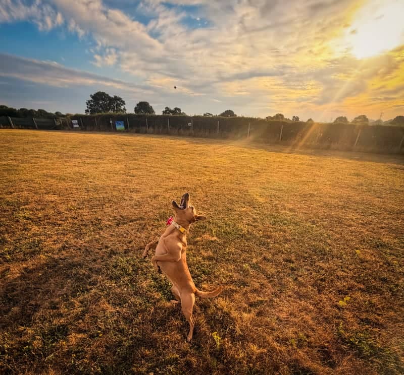 Great Wyrley Countryside Field - Image 1