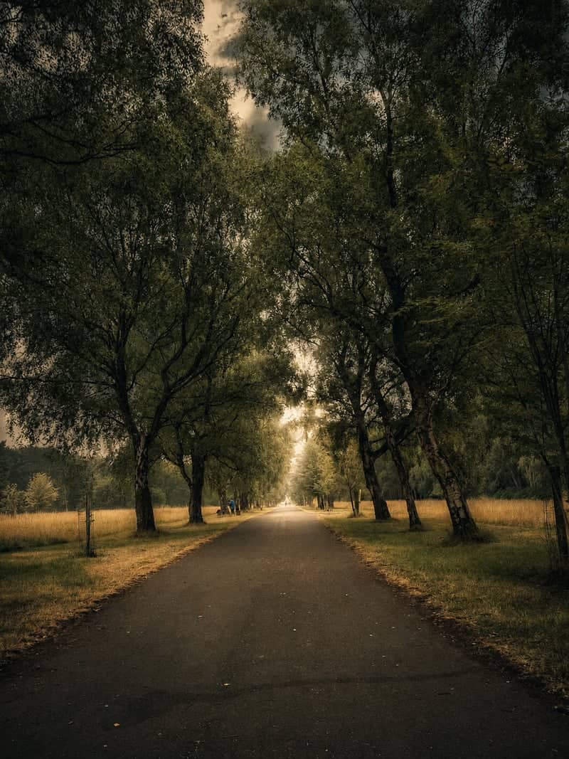 Marquis Drive, Cannock Chase - Image 1