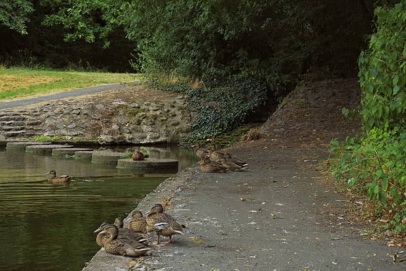 Wyrley and Essington Canal Path - Image 1